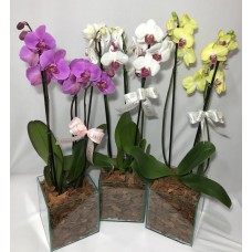 Orquídea Phalaenopsis – Vaso de Vidro – Floricultura Lumertz